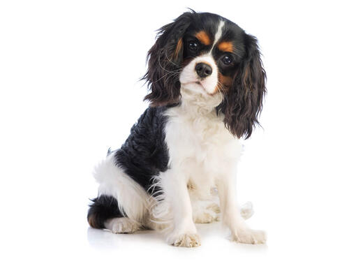 Te koop cavalier sales king charles spaniel